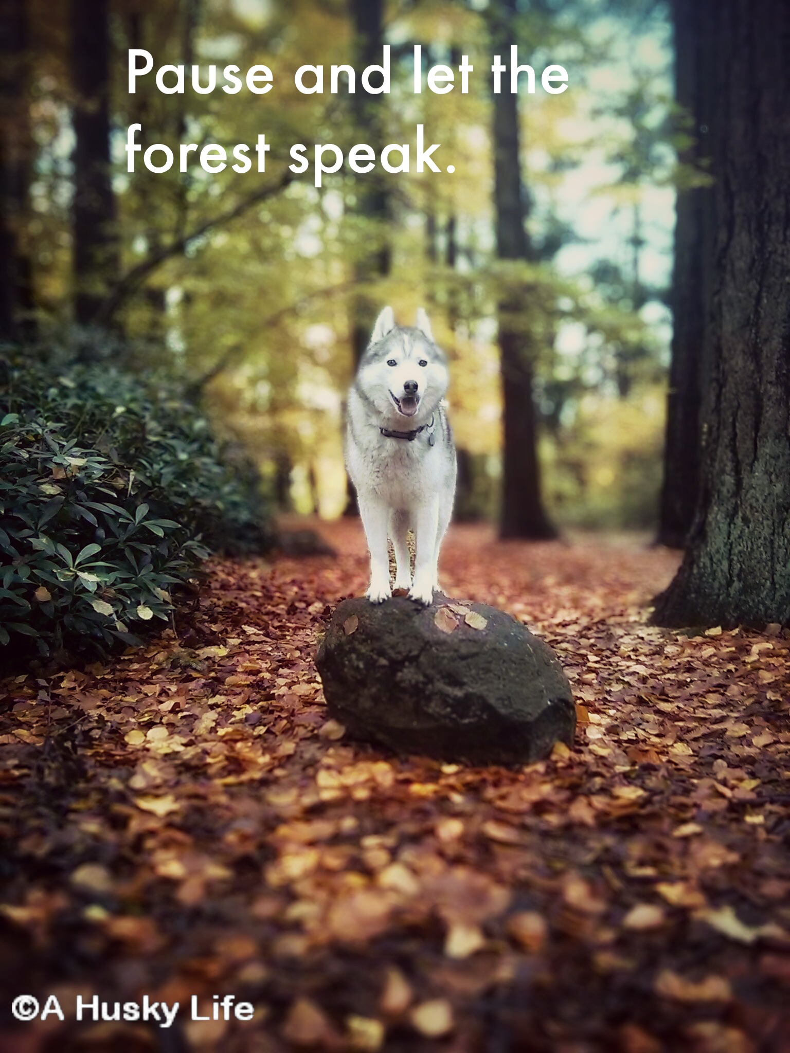 Pause and let the forest speak. Siberian Husky standing on a rock in the middle of the forest.