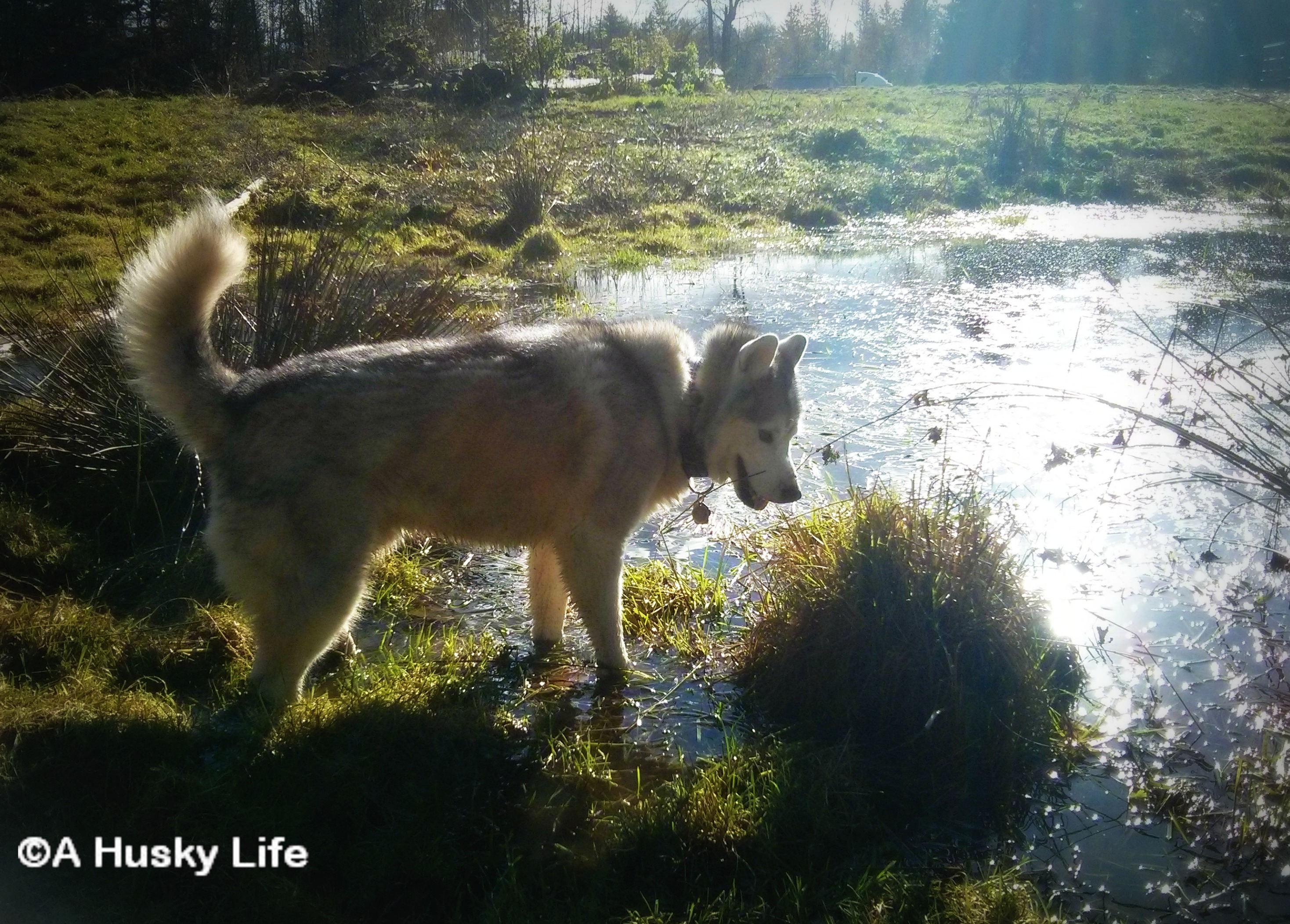 Siberian Husky in a pond looking for frogs.