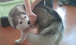 Healthy Stretches for Your Dog: Side Stretches