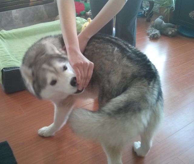 Siberian Huksy demonstarting a healthy side stretch for dogs.