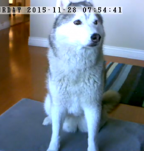 Practicing Sit Stay with Vimtag security monitoring camera