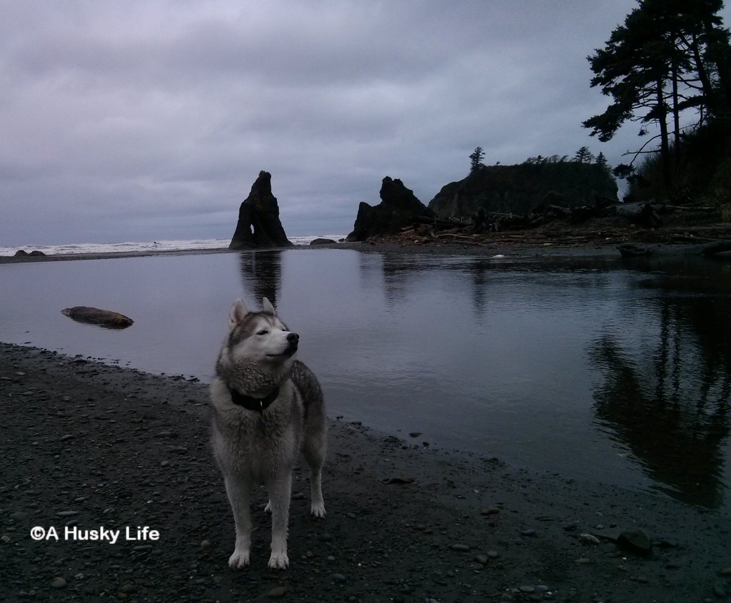 Rocco smelling the air at Ruby Beach.