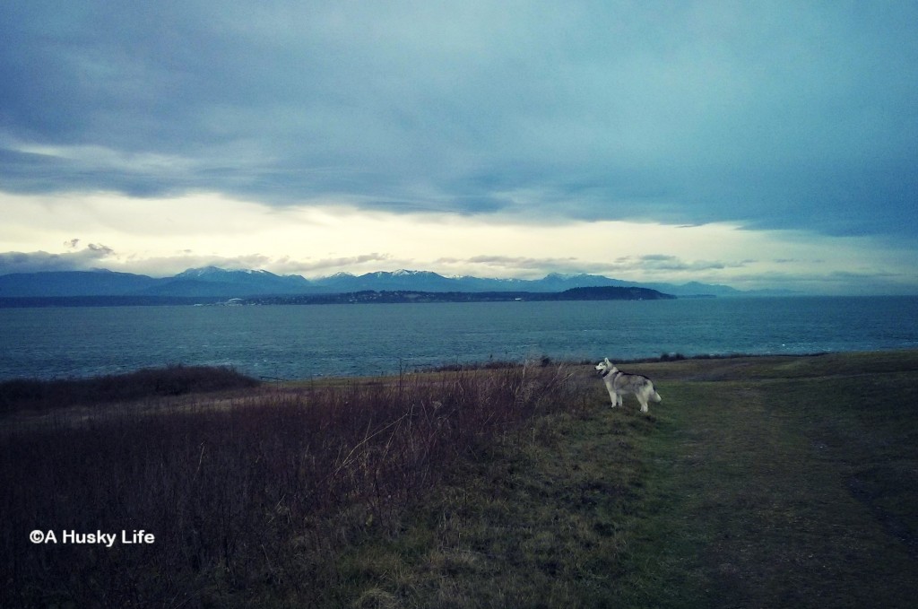 Rocco waiting for the ferry to Port Townsend.