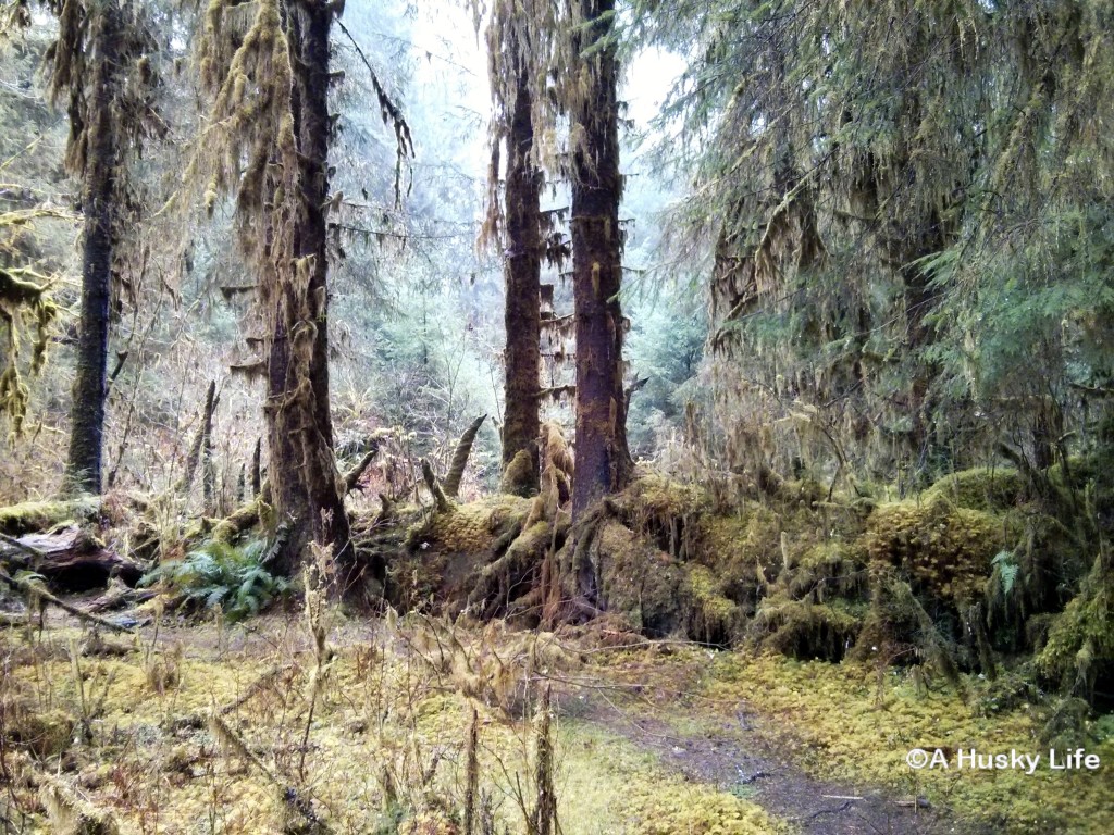 Mossy trees in Hoh National Rainforest.