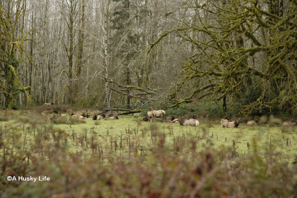 Roosevelt Elk at Hoh National Rainforest.