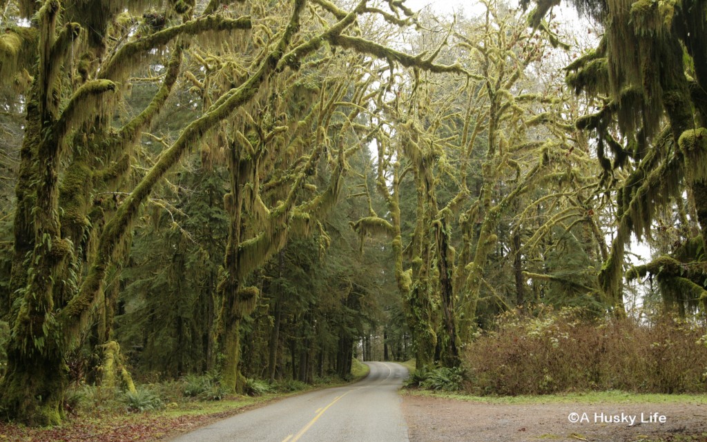 Road to Hoh National Rainforest.