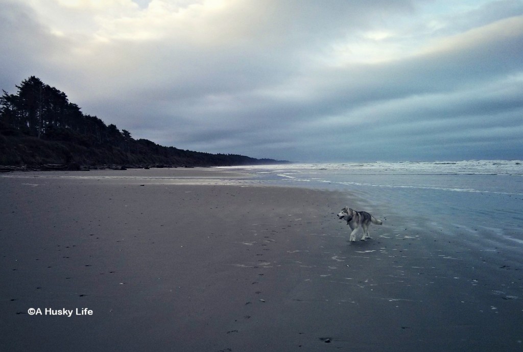 Rocco exploring the beach by Kalaloch Lodge.