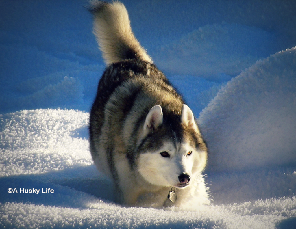Siberian Husky dashing through the snow