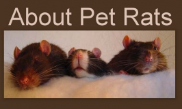 Vimtag Security Camera Keeps an Eye on Rats