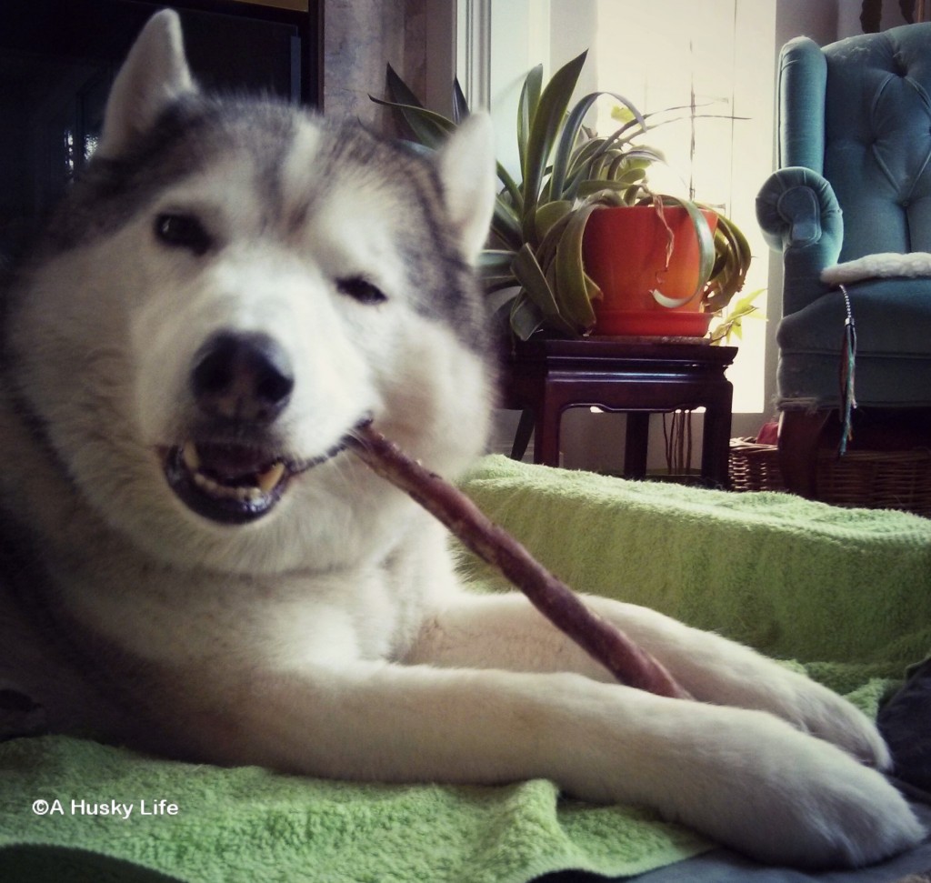 Rocco chewing on a chew stick