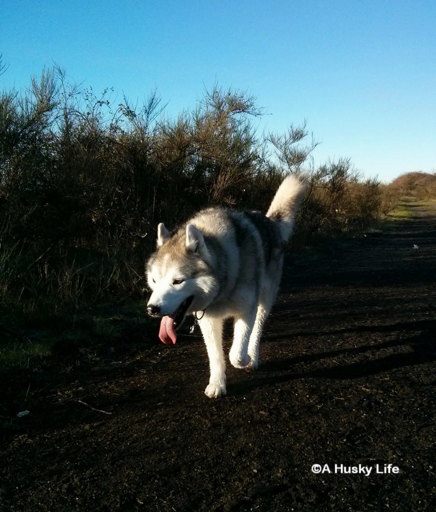 Rocco strolling on a sunny path