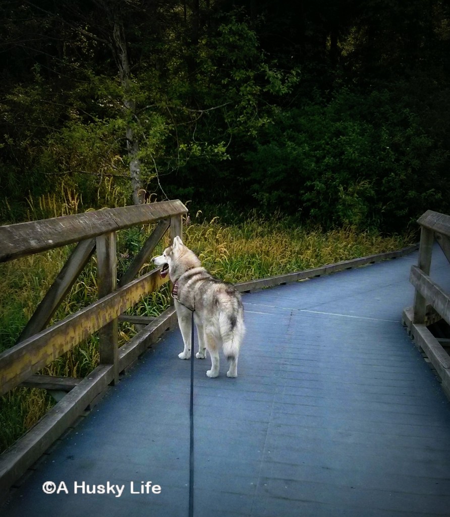 Broadwalks over the marsh