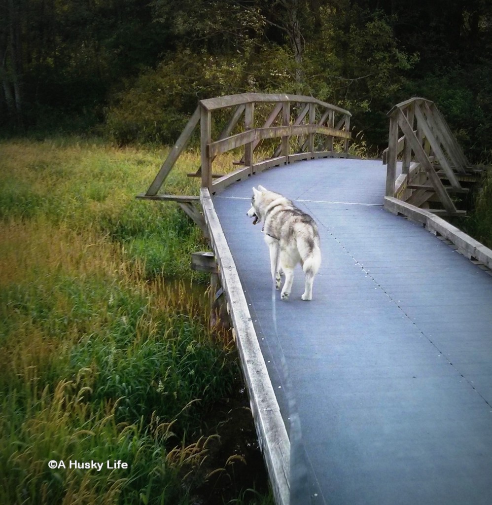 Broadwalks over the marsh