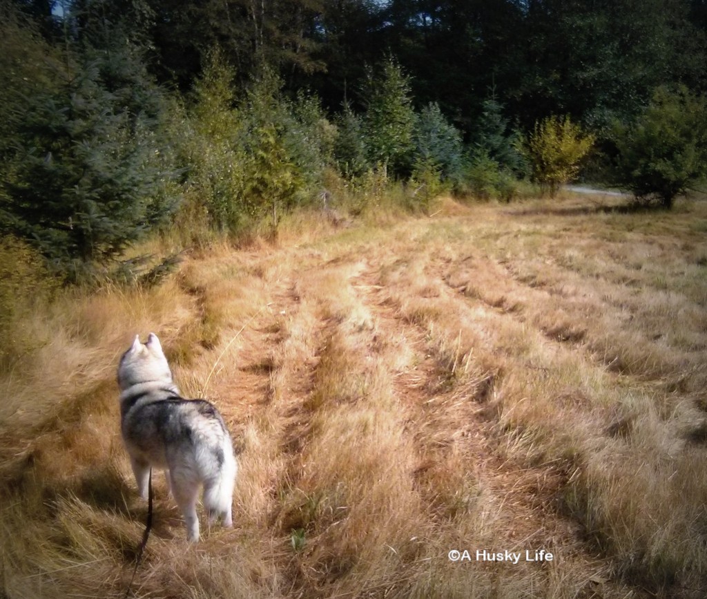 Rocco in a big field