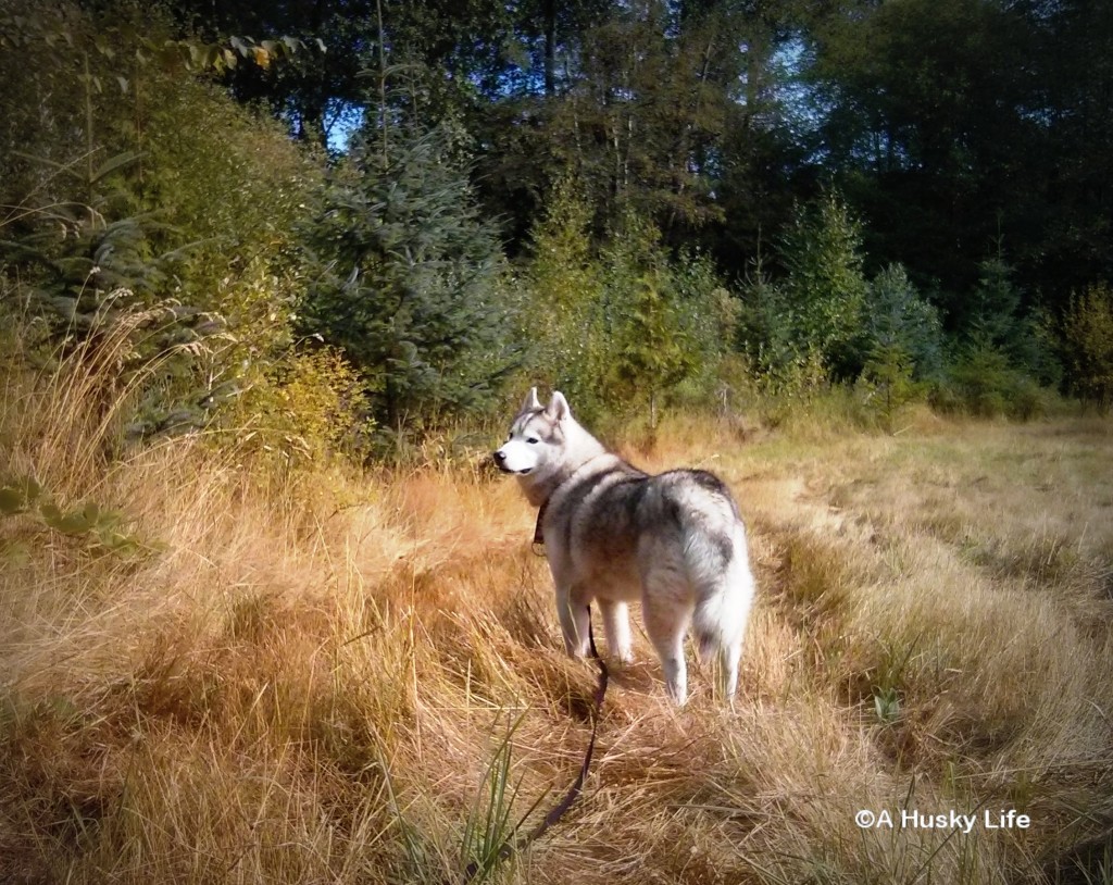 Rocco in a big field of dried grass