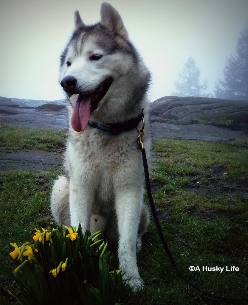 Rocco sitting on a rock with daffodils and a foggy background.