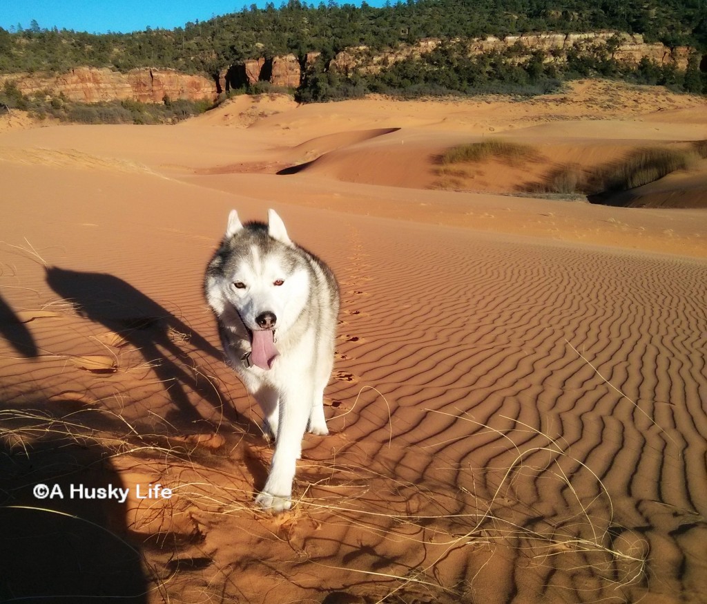 Desert Dog