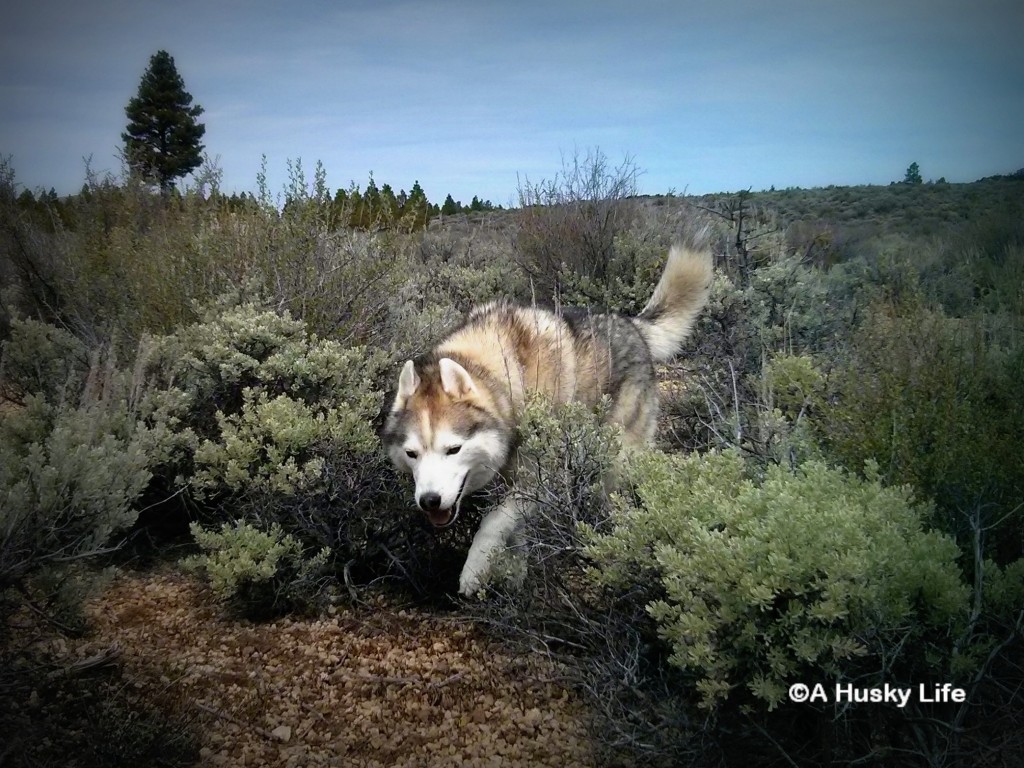 Rocco running through Sage bushes