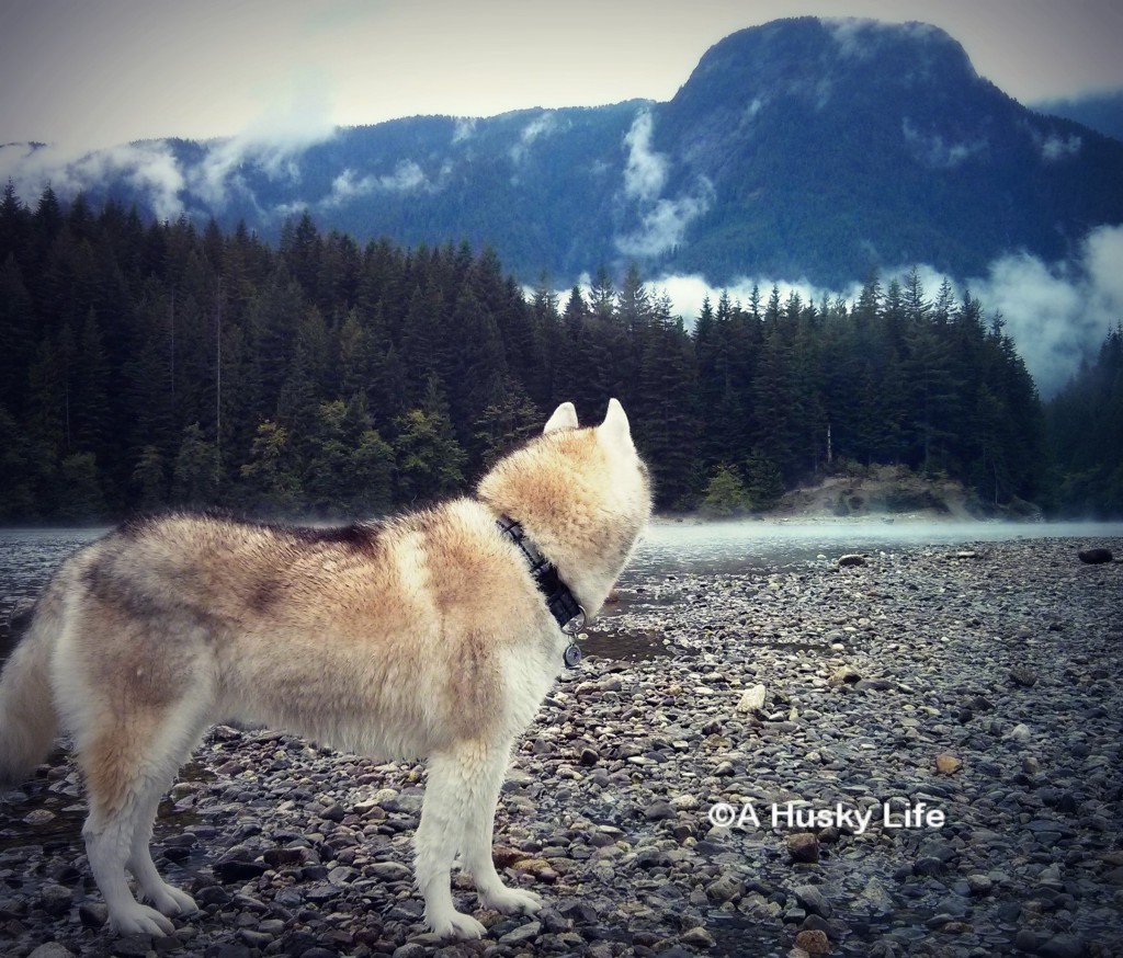 Rocco looking out towards the misty mountains