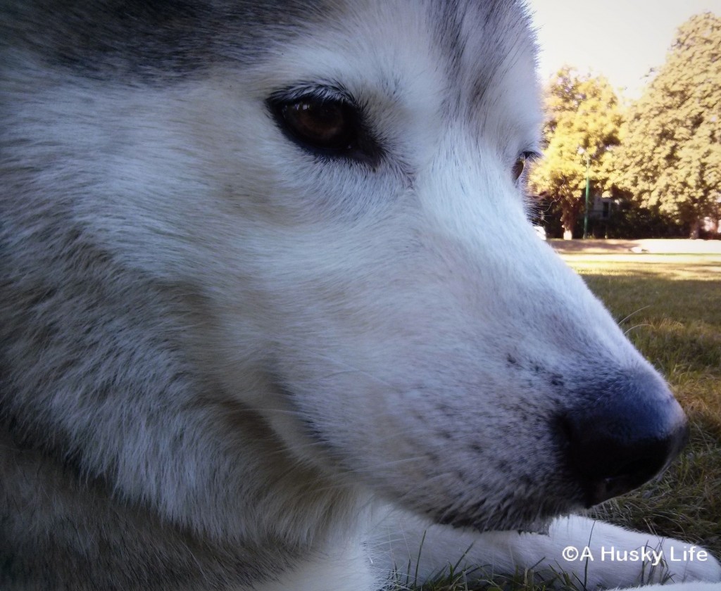 close up of Rocco's profile