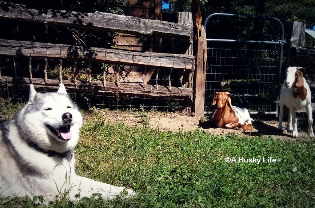 Rocco Making New Friends with Goats