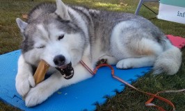 Churpi Durka: Mineral Rich Dog Chew