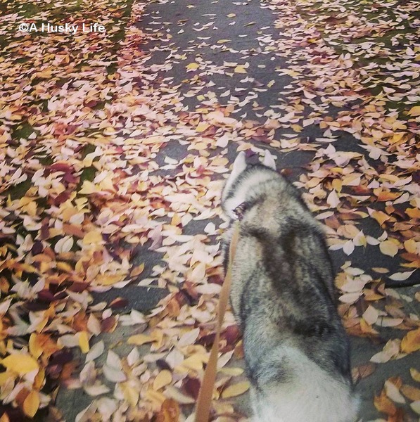 Rocco walking on the sidewalk covered in fallen leaves.