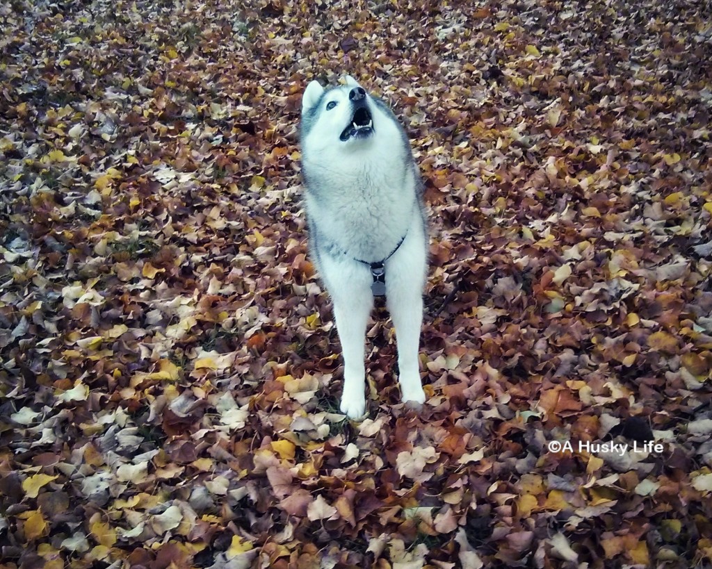 Rocco standing in a pile of fallen leaves looking up at a tree