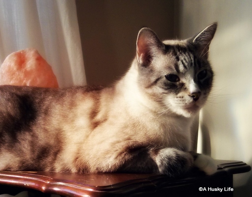 Ilyich sitting on a side table,pensive.