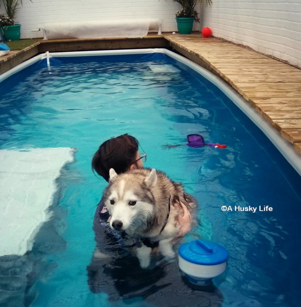Rocco in the pool during swim therapy.