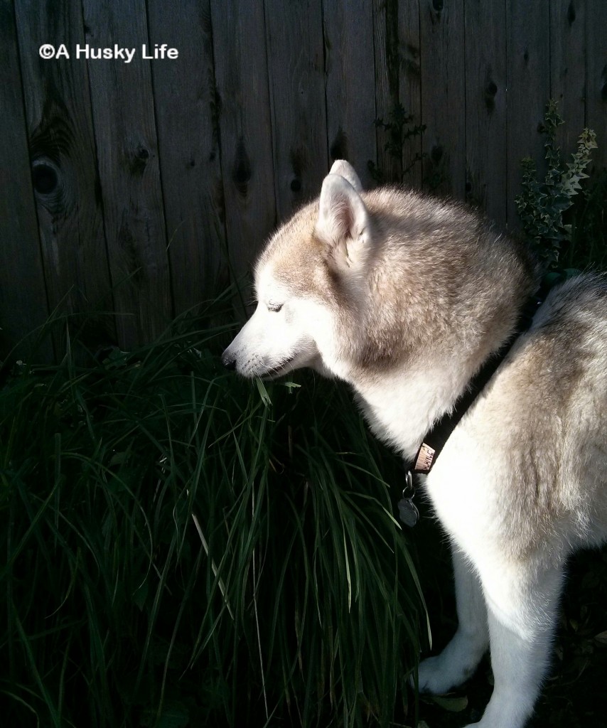 Rocco enjoying fresh grass on his walk
