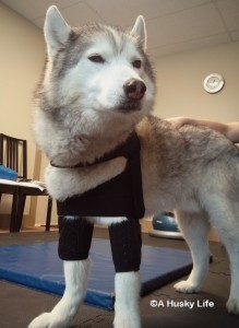 Rocco wearing a hobble vest.