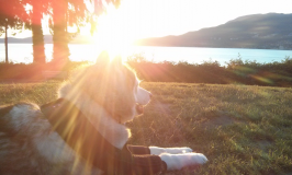Things I’ve Learned Rehabbing My Dog