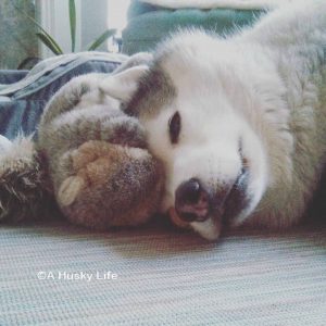 Rocco post surgery cuddling with his squirrel.