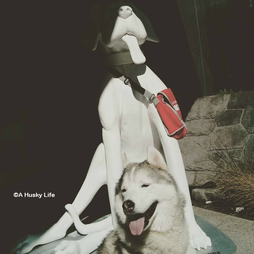 Rocco posing in front of a statue of a large white dog
