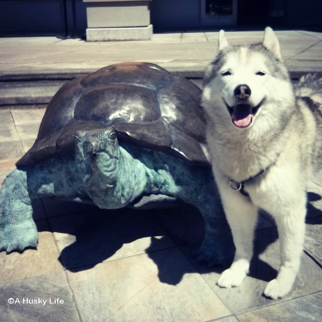Rocco standing beside a statue of a turtle