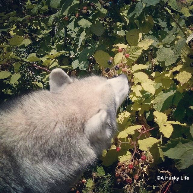 Rocco picking blackberries off the bush