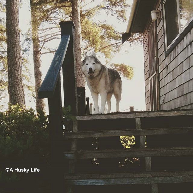 Rocco standing on wooden steps to a cottage with forest in the background.