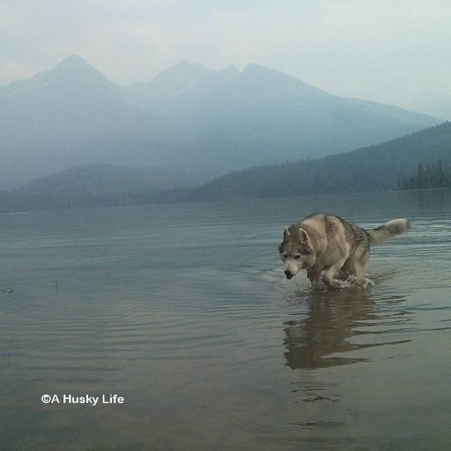 Rocco wading in shallow lake water with mountains in background.