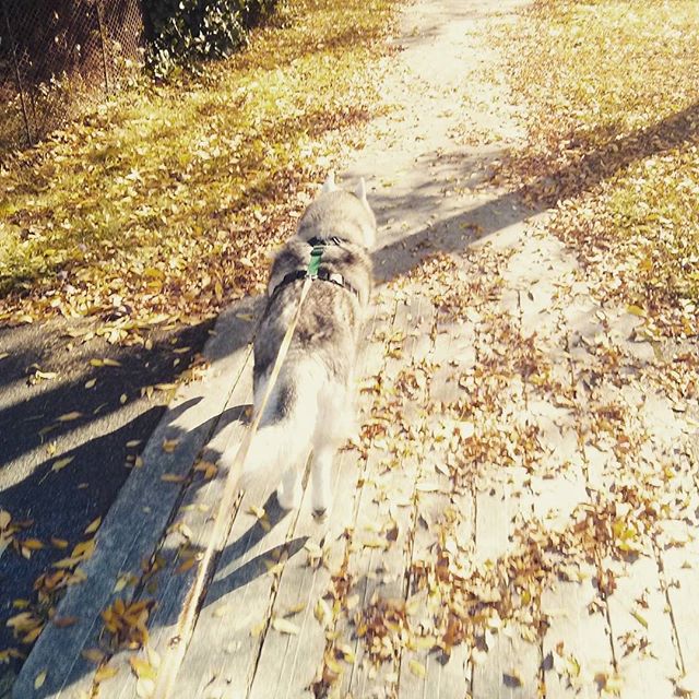 Rocco walking on a sidewalk covered with golden leaves.
