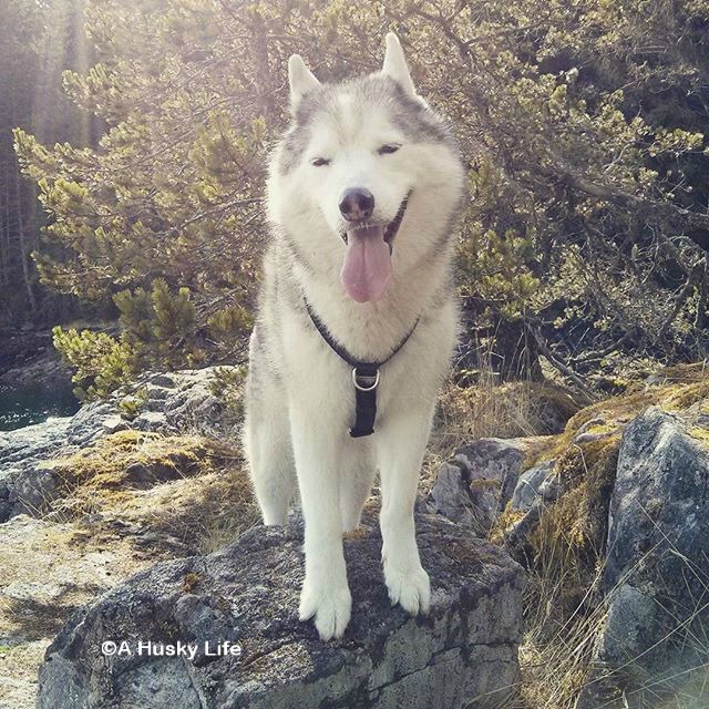 Rocco standing on a large rock