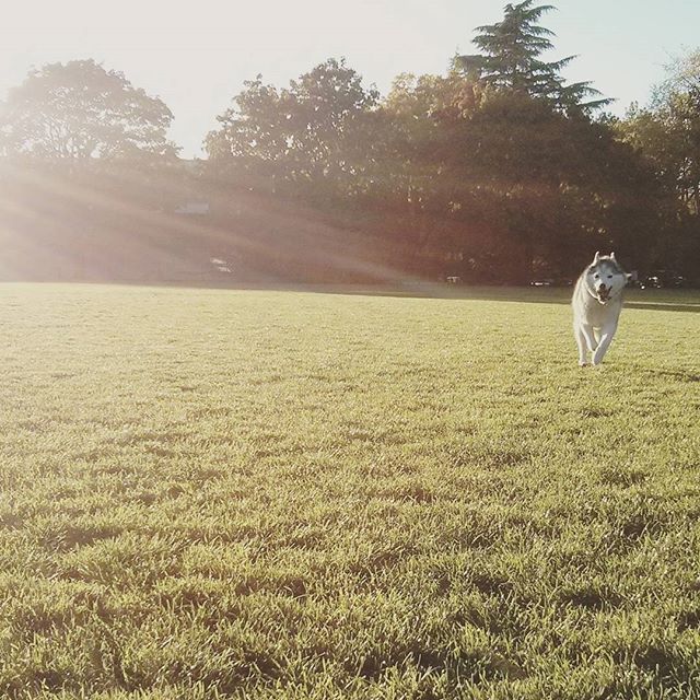 Rocco running through a field.