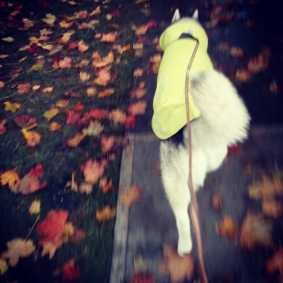 Rocco walking in his rain jacket through fallen leaves.