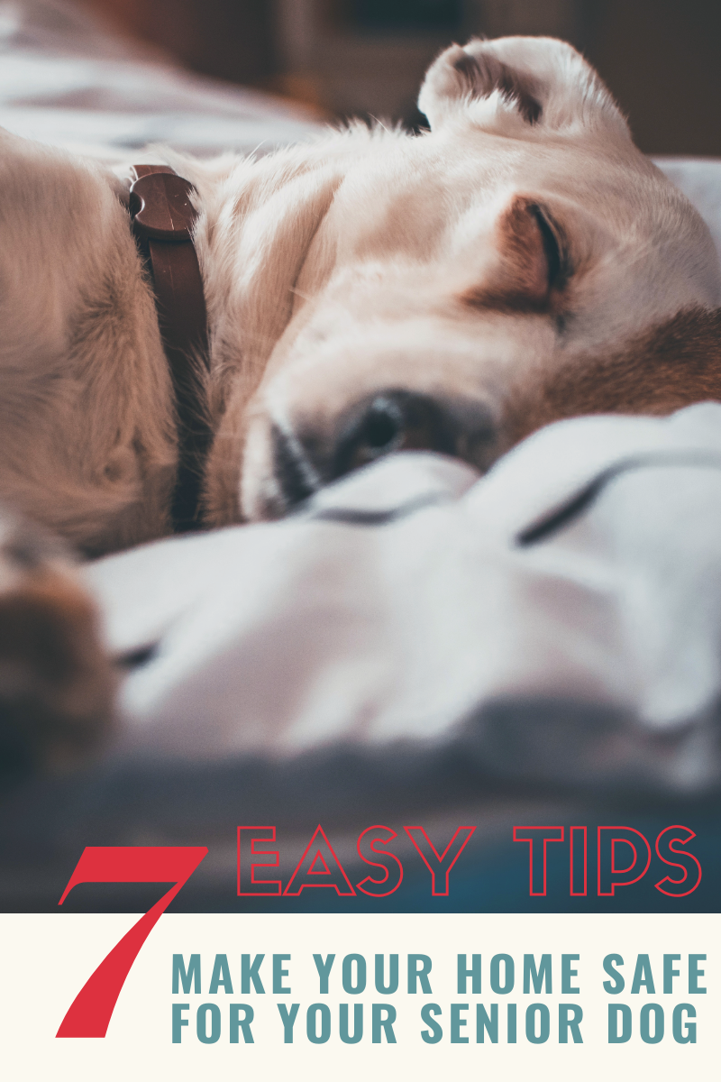 7 Easy Tips to Make Your Home Safe For Your Senior Dog