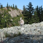 Dog Friendly Hiking: Mount Seymour