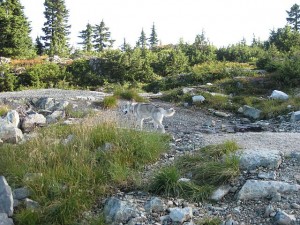 Hiking in Mount Seymour