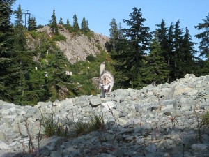 Hiking in Mount Seymour