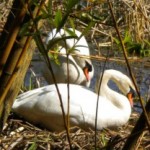 Stanley Park’s Mute Swans