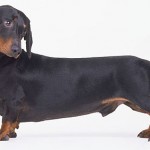 3 Most Agressive Dog Breeds