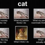 The Truth About Cats